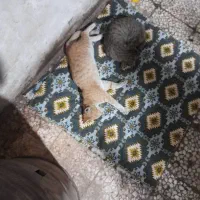 دوتا گربه ناز و کیوت|گربه|قدس, شهرقدس|دیوار