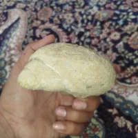فسیل صدف قدیمی عتیقه