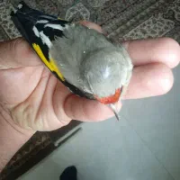 سهره دوگ کرمانی نشون دار