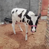 گوساله