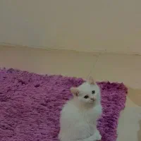 واگذاری گربه بریتیش  پرشین