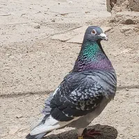 کبوتر پلاکی