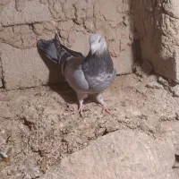 ۹ عدد پرشی به شرط|پرنده|نمین, |دیوار