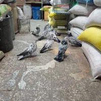 حدود40عدد*کفتر‌‌شهرکردی*پرنده‌سرای‌عیدی*|پرنده|شهرکرد, |دیوار