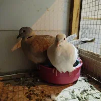 سهره قناری فنج مرغ عشق کبوتر طوطی قناری بلدرچین|پرنده|کرمانشاه, |دیوار