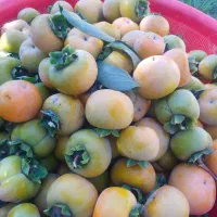 خرمالو