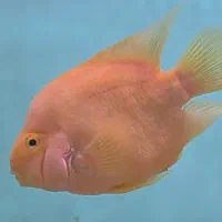 پرت کینگ غول پیکر...سورم رداسپات سایز فوق درشت|ماهی|اصفهان, مسجد مصلی|دیوار