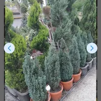 سمپاشی وباغبانی بامهرفاکتور شرکت|خدمات باغبانی و درختکاری|تهران, ونک|دیوار