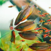 انواع ماهی.سالن تکثیر