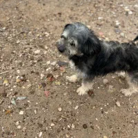 سگ پاپی|سگ|فسا, |دیوار