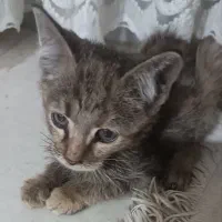 واگذاری بچه گربه