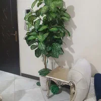 گل فیکوس مصنوعی