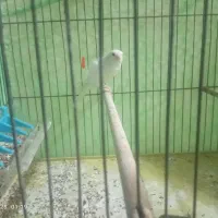 قناری نر سفید