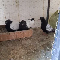 کبوتر شازده،طوقی،کله دم سبز سینه ایی