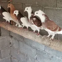 فروش کبوتر پرشی ساعت سنگین