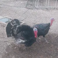 فروش بوقلمون ارگانیک