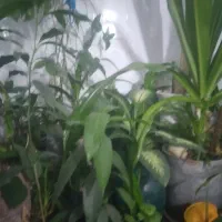 بمب عضله سازی و بالا بردن طبیعی وزن