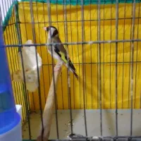 سهره ، سهره قناری