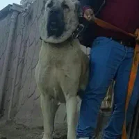 چند قلاده سگ خراسانی