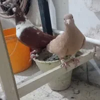 کلاغ نواری همه چی تموم