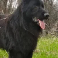 سک سامویید و واگذاری  سه توله از سامویید شیلنو|سگ|محمودآباد, |دیوار