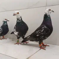 سوسکی|پرنده|سده (خراسان جنوبی), |دیوار