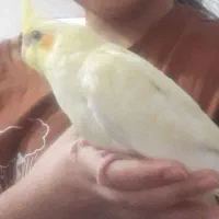 عروس هلندی در محدوده چهاردستگاه گم شوده