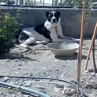 توله سرابی افغان|سگ|قزوین, |دیوار