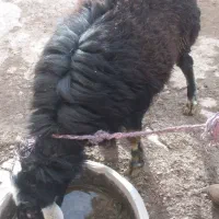 قوچ افشار چال