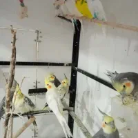 عروس هلندی و مرغ عشق مناسب خاص پسند ها