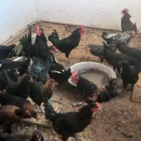 خروس مرغ سیاه|حیوانات مزرعه|نسیمشهر, |دیوار