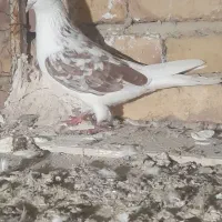 کفتره پرشی|پرنده|پارس‌آباد, |دیوار