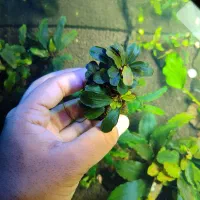 گیاه بوسفلاندرا آکواریومی