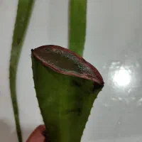 برگ الوئه ورا|گل و گیاه طبیعی|رشت, انصاری|دیوار