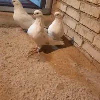 کبوتر دم سبز مهر