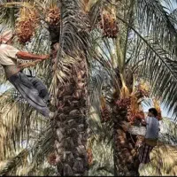 نخل|خدمات باغبانی و درختکاری|اهواز, نادری|دیوار