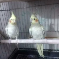 یک جفت عروس هلندی نروماده مولد|پرنده|رباطکریم, نصیرشهر|دیوار