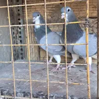 کبوتر خرقه کیپ|پرنده|خمینیشهر, |دیوار