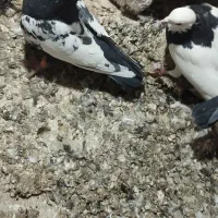 نر پریده|پرنده|رفسنجان, |دیوار