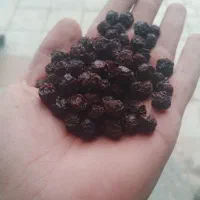 آلبالو|خوردنی و آشامیدنی|بستان آباد, |دیوار