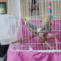 عروس هلندی مولد