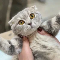 گربه اسکاتیش بلو|گربه|شیراز, فرگاز|دیوار