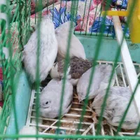 بلدرچین مینیاتوری|حیوانات مزرعه|مشگین شهر, |دیوار