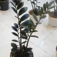 زاموفیلیا بلک سایز درشت با گلدان سفید لبه طلایی|گل و گیاه طبیعی|قم, نیروگاه|دیوار