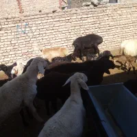 میش بره بزبزغاله