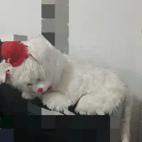 خرش بزرگ ۸۰۰ تومن|اسباب‌بازی بچه|خرم‌آباد, |دیوار