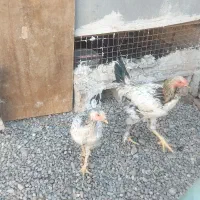 مرغ وخروس لاری|حیوانات مزرعه|خاوران, |دیوار