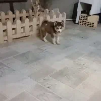 شاه توله|سگ|تهران, شهرک محلاتی|دیوار