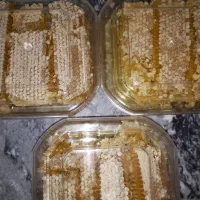 عسل پرتیکان|خوردنی و آشامیدنی|زنده رود, |دیوار