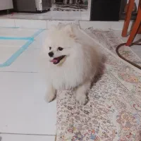 پامربو فیس عروسکی|سگ|فردیس, نگارستان|دیوار